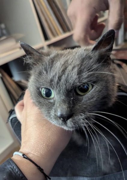 Cat found Lucy from Edmonton