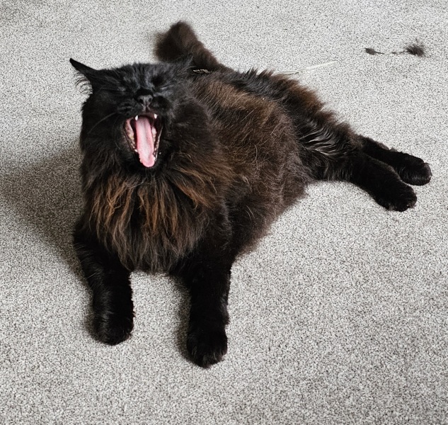 Passports, buckets and spades - the Excellent Cats go on their holidays