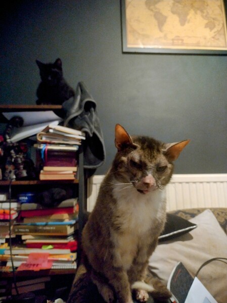 Passports, buckets and spades - the Excellent Cats go on their holidays