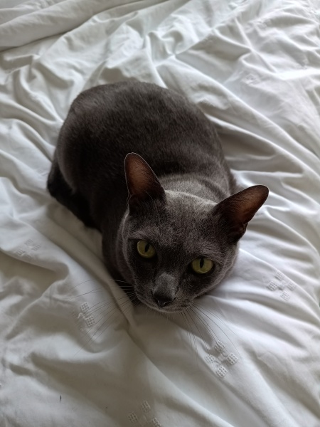 Thread 7 Starmer : Cats and Conferences