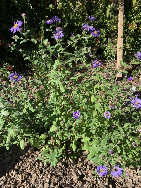 What do I need to do with these new plants for winter?