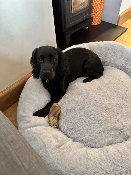 Puppy Survival Thread for New & Old Pups - Soon be Autumn 2024