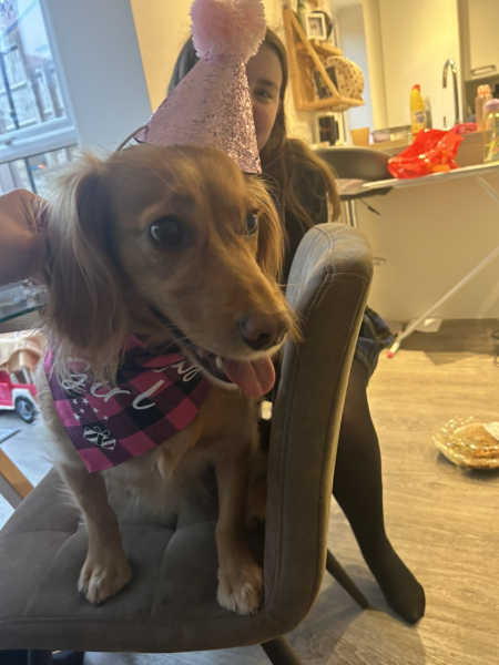 A photo of your dog right now