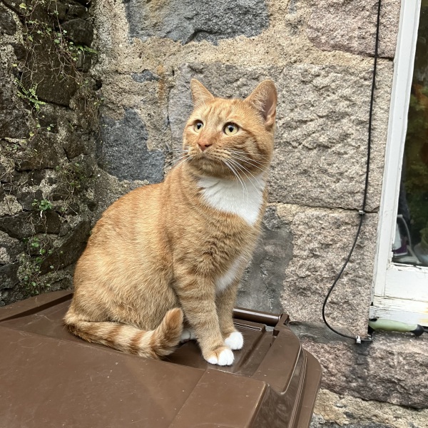 Passports, buckets and spades - the Excellent Cats go on their holidays