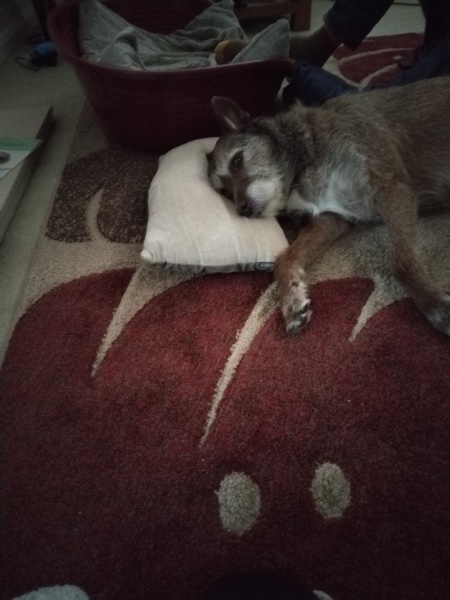 A photo of your dog right now