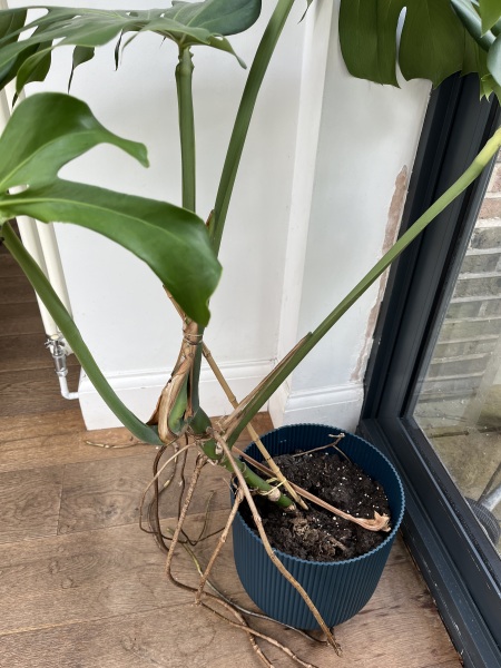 Help me save this plant!