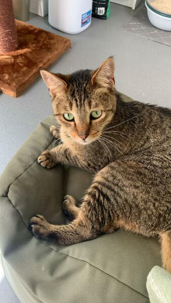 Passports, buckets and spades - the Excellent Cats go on their holidays