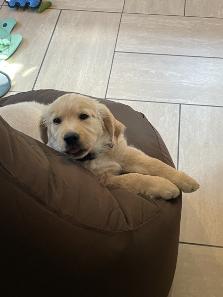Puppy Survival Thread for New & Old Pups - Soon be Autumn 2024