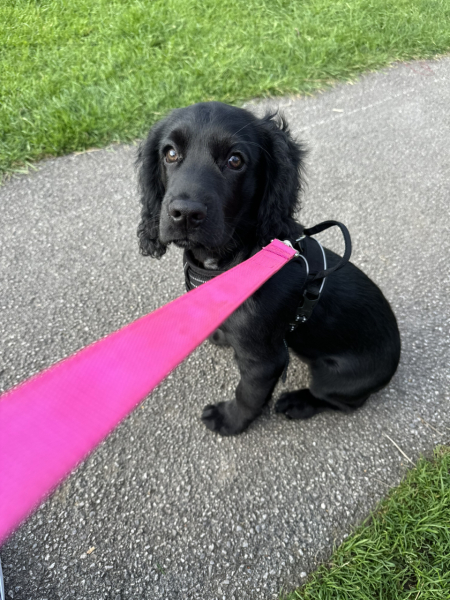 Puppy Survival Thread for New & Old Pups - Soon be Autumn 2024