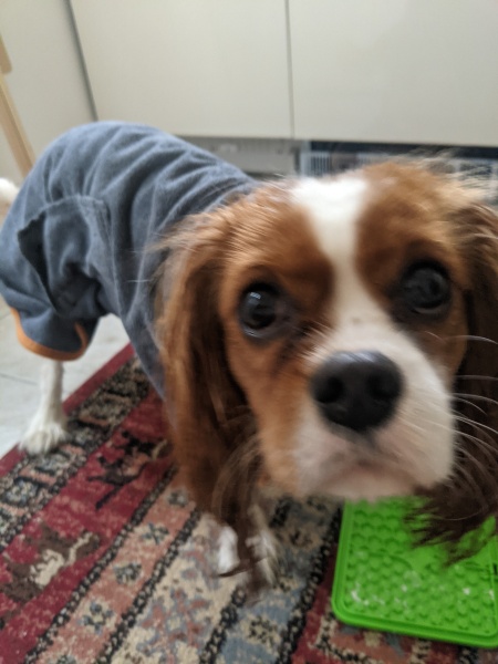 Puppy Survival Thread for New & Old Pups - Soon be Autumn 2024