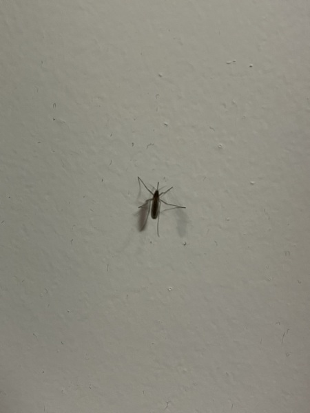 Is this a mosquito?