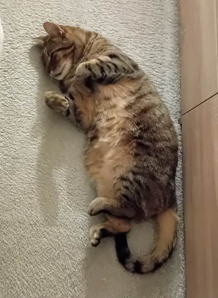 Passports, buckets and spades - the Excellent Cats go on their holidays