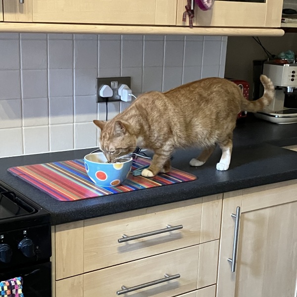 Cat debate, need back up!