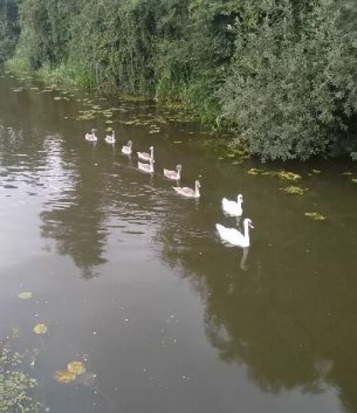 Thread 14 - TalkLair: “What The Hell Are We Supposed To Use, Man? Harsh Language?”