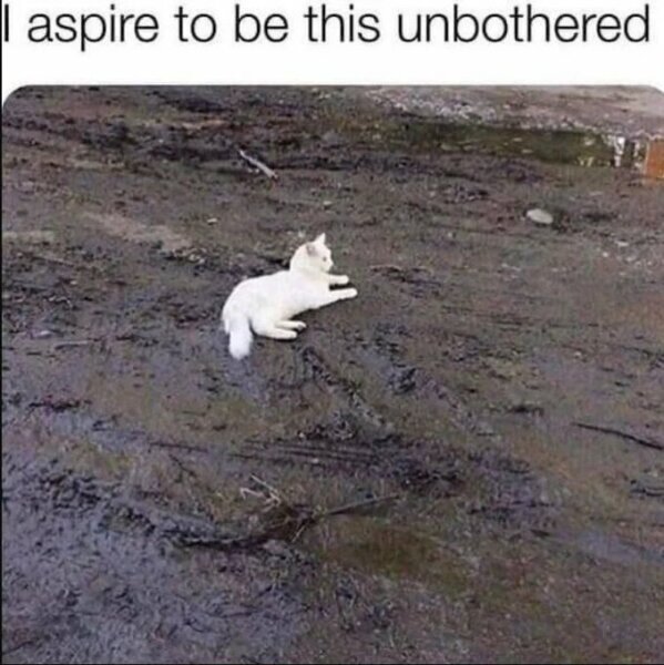 Passports, buckets and spades - the Excellent Cats go on their holidays