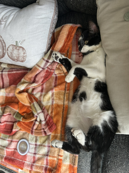 Lost kitten, was I wrong.