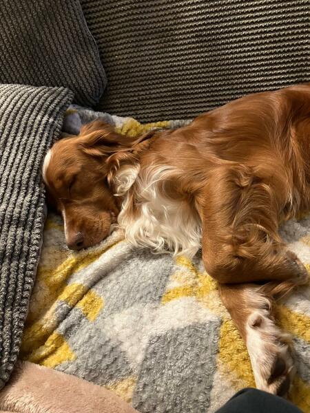 Puppy Survival Thread for New & Old Pups - Soon be Autumn 2024