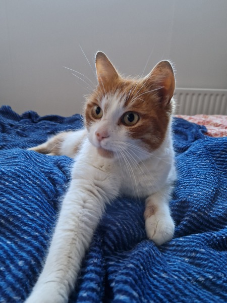 Flounders or Flouncers? The Excellent Cats continue their important debate