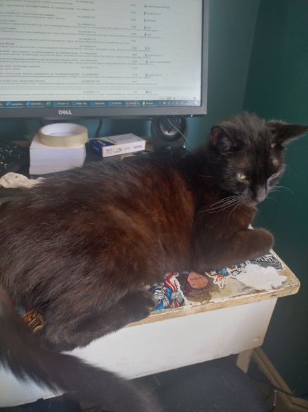 Passports, buckets and spades - the Excellent Cats go on their holidays