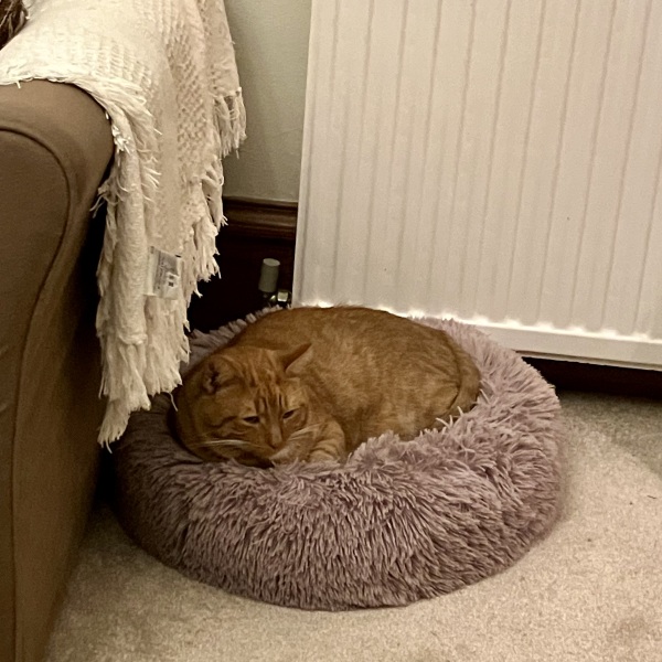 Flounders or Flouncers? The Excellent Cats continue their important debate