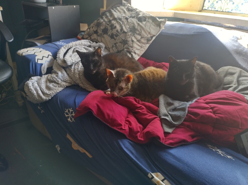 Passports, buckets and spades - the Excellent Cats go on their holidays