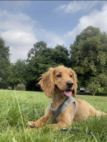 Puppy Survival Thread for New & Old Pups - Soon be Autumn 2024