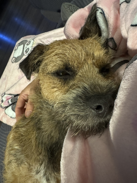 Best breed?