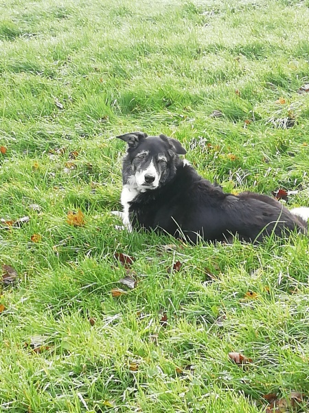 A photo of your dog right now
