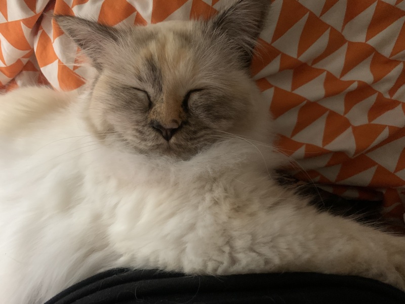 Birman cat desperate to be an outdoor cat