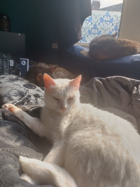 Passports, buckets and spades - the Excellent Cats go on their holidays