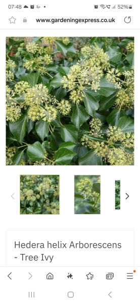 Poncetastic Christmas 2024