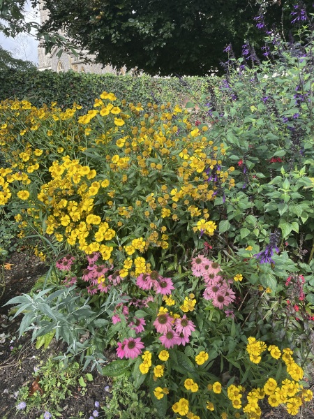 Which long blooming yellow perrenial?