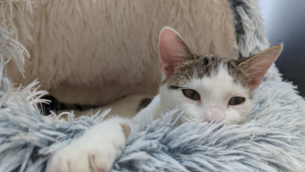 Introducing new kitten
