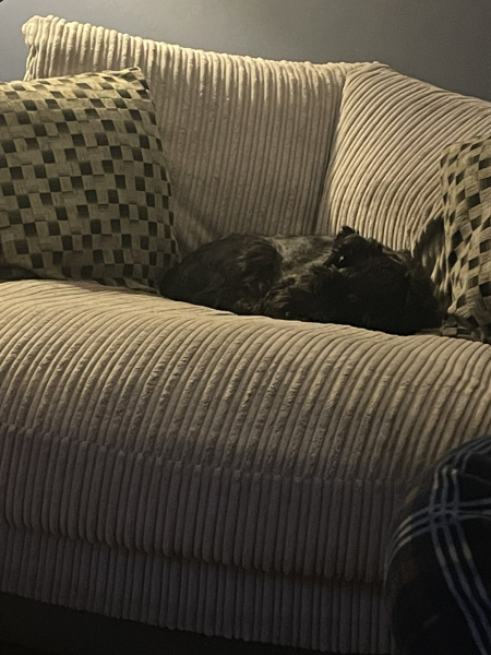 A photo of your dog right now