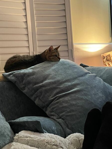 Passports, buckets and spades - the Excellent Cats go on their holidays