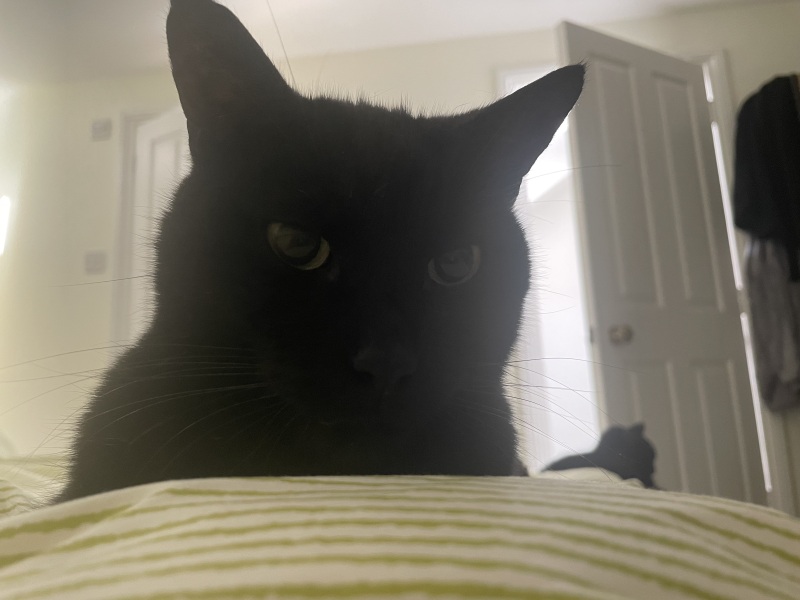 Thread 7 Starmer : Cats and Conferences