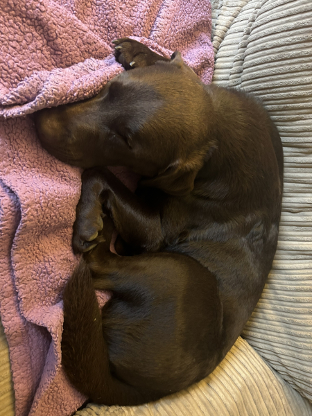 Spring has sprung...let's Countdown to Christmas 2024 (Thread 2)