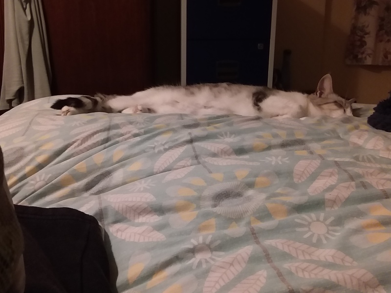 Flounders or Flouncers? The Excellent Cats continue their important debate