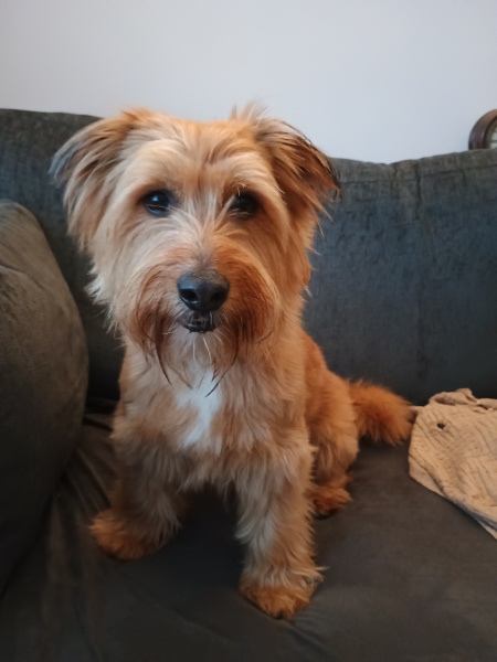 A photo of your dog right now