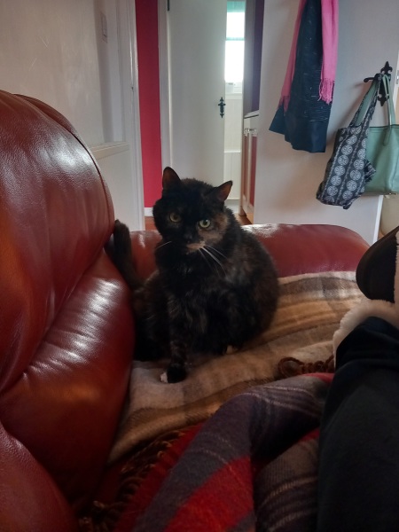 Oh help me, I looked at the "cats needing homes" page!