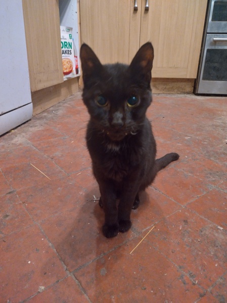 Flounders or Flouncers? The Excellent Cats continue their important debate