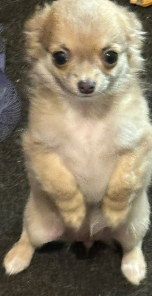 Pregnant dog