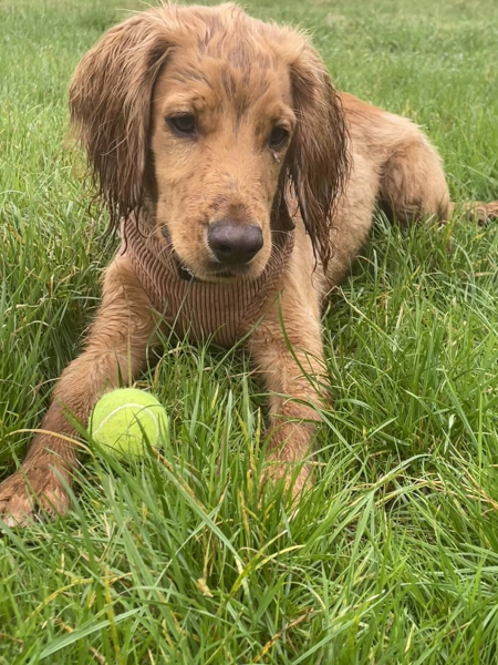 A photo of your dog right now