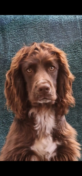 Adolescent Dog Survival...Sharing Tips & Tails