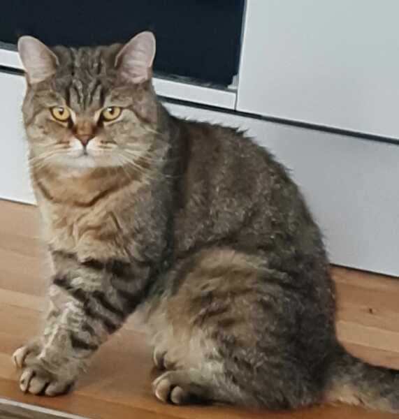 Passports, buckets and spades - the Excellent Cats go on their holidays