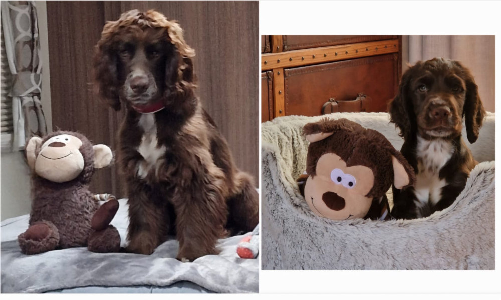 Puppy Survival Thread for New & Old Pups - Soon be Autumn 2024