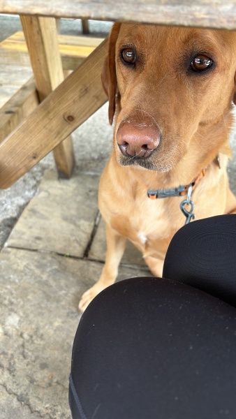 A photo of your dog right now