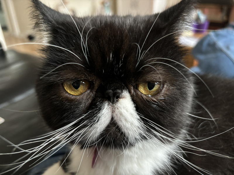 Magnificent Moustaches