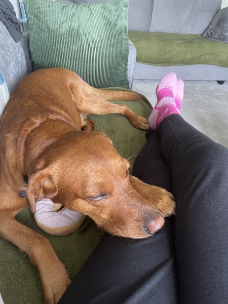 Spring has sprung...let's Countdown to Christmas 2024 (Thread 2)