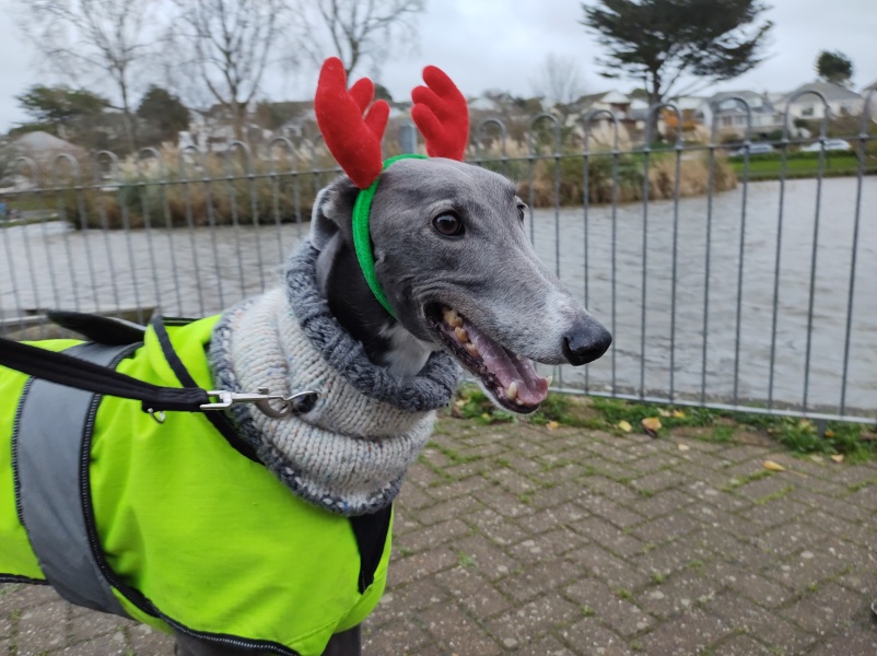 Greyhound